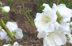 �{�s�C���[�W